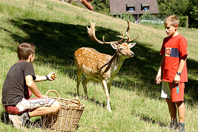 Ferienhof Wußler - Urlaub auf dem Bauernhof in Gengenbach im Kinzigtal Schwarzwald